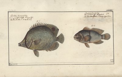 Chaetodon ocellatus, voor 1790 door Friedrich August Kruger